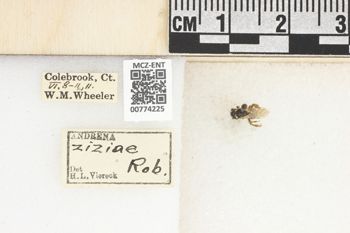 Media type: image;   Entomology 774225 Aspect: Labels